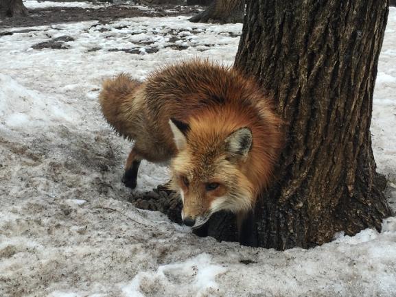 Red fox in the snow.