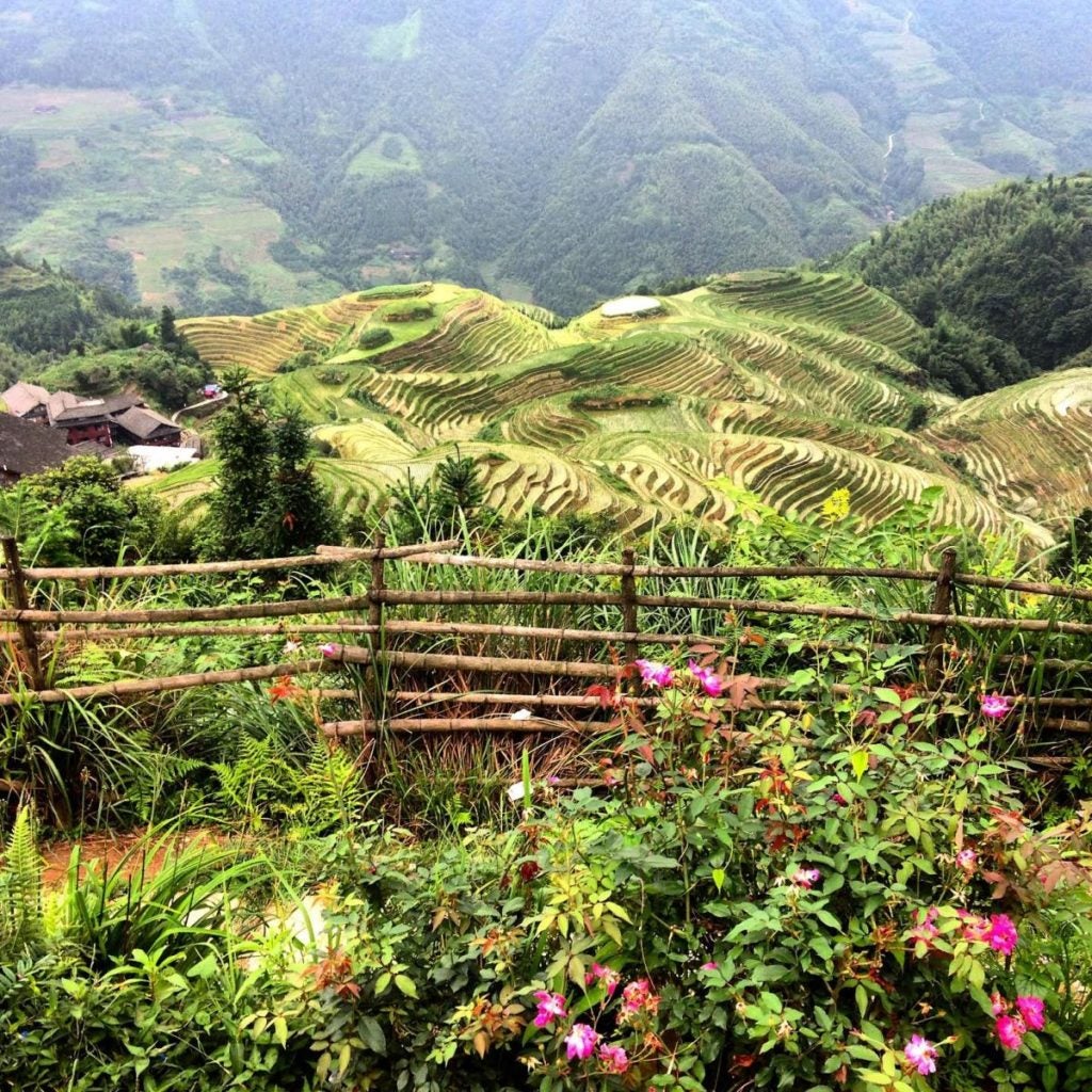 Rice paddies in Guilin, China.